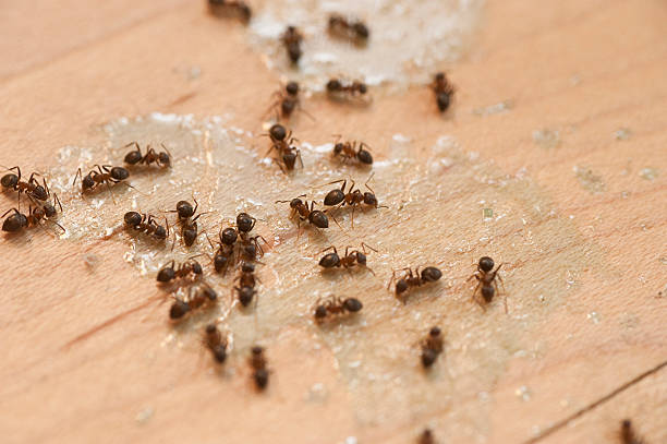 Best Residential Pest Control  in Eaton, IN